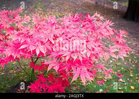 Colore di autunno su un giovane acero in un inglese il giardino botanico Foto Stock