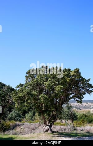 Zypern-Zeder (Cedrus libani var. brevifolia) am Golden Beach, Dipkarpaz, Türkische Republik Nordzypern Foto Stock