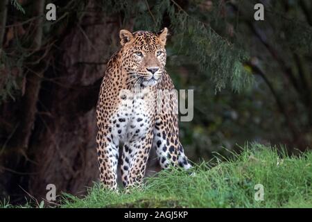 Leopardo dello Sri Lanka in piedi sull'erba Foto Stock