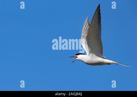 Comune di chiamata Tern (Sterna hirundo, sottospecie longipennis) in volo Foto Stock