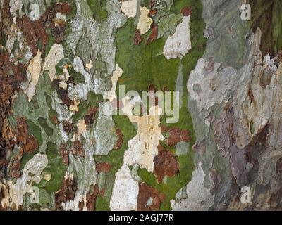 Dettaglio della corteccia modellato sul tronco del London Plane Tree (platanus acerifolia × o Platanus × hispanica) un ibrido a San Sebastian,Spagna settentrionale,l'Europa Foto Stock