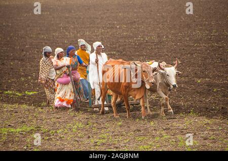 AMRAVATI, India - 30 Giugno 2011 : gli agricoltori e i lavoratori sono aratura in campo agricolo in modo tradizionale in cui un aratro è attaccato ai tori Foto Stock