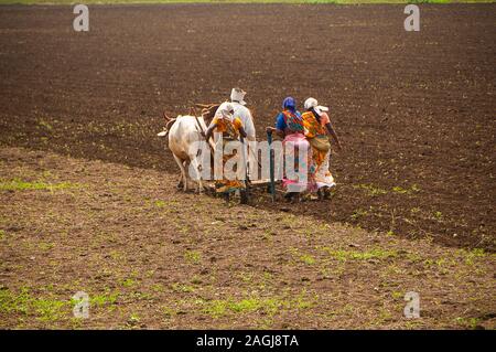 AMRAVATI, India - 30 Giugno 2011 : gli agricoltori e i lavoratori sono aratura in campo agricolo in modo tradizionale in cui un aratro è attaccato ai tori Foto Stock