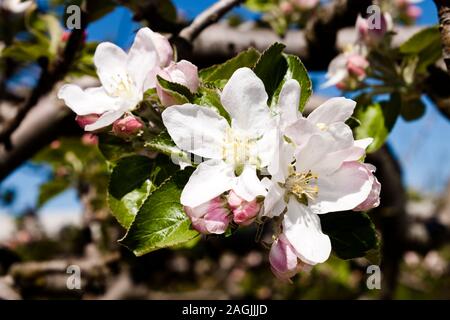 Il melo Malus domestica) fioritura in primavera, closeup di fiori in un ramo. Foto Stock