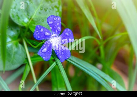 Blu pervinca, fiori selvatici pervinca vinca. Foresta di primavera. Vinca herbacea ,nome comune di piante erbacee da fiore pervinca,sull'erba verde dello sfondo. Foto Stock