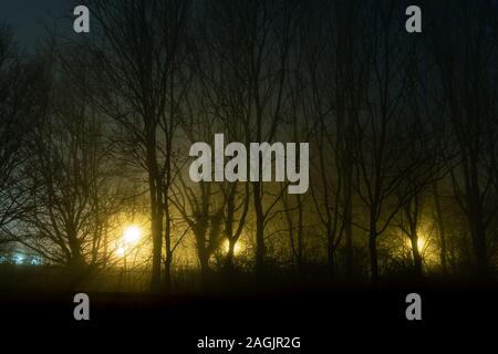 Dark moody alberi, stagliano contro le luci di strada, su una nebbia, inverni notte. Foto Stock