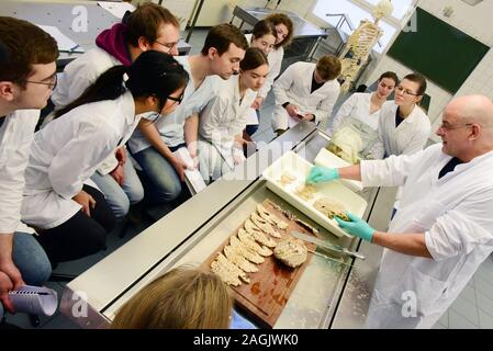 13 dicembre 2019, Sassonia, Lipsia: In una sala di dissezione presso l'Istituto di Anatomia della Facoltà di Medicina dell'Università di Lipsia, direttore dell'Istituto, prof. Il dottor Ingo Bechmann, dimostra la vista anatomia del cervello umano al terzo anno gli studenti. Il seminario sulla neuroanatomia può essere utilizzato per identificare le alterazioni patologiche del cervello nella malattia di Alzheimer, tra le altre cose. Il centro di formazione per attualmente circa 3000 studenti di medicina umana e dentaria con i suoi 48 istituti e ambulatori è il leader in Germania in termini di breve durata degli studi e di successo r Foto Stock