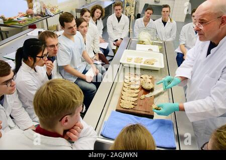 13 dicembre 2019, Sassonia, Lipsia: In una sala di dissezione presso l'Istituto di Anatomia della Facoltà di Medicina dell'Università di Lipsia, direttore dell'Istituto, prof. Il dottor Ingo Bechmann, dimostra la vista anatomia del cervello umano al terzo anno gli studenti. Il seminario sulla neuroanatomia può essere utilizzato per identificare le alterazioni patologiche del cervello nella malattia di Alzheimer, tra le altre cose. Il centro di formazione per attualmente circa 3000 studenti di medicina umana e dentaria con i suoi 48 istituti e ambulatori è il leader in Germania in termini di breve durata degli studi e di successo r Foto Stock