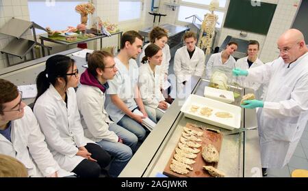 13 dicembre 2019, Sassonia, Lipsia: In una sala di dissezione presso l'Istituto di Anatomia della Facoltà di Medicina dell'Università di Lipsia, direttore dell'Istituto, prof. Il dottor Ingo Bechmann, dimostra la vista anatomia del cervello umano al terzo anno gli studenti. Il seminario sulla neuroanatomia può essere utilizzato per identificare le alterazioni patologiche del cervello nella malattia di Alzheimer, tra le altre cose. Il centro di formazione per attualmente circa 3000 studenti di medicina umana e dentaria con i suoi 48 istituti e ambulatori è il leader in Germania in termini di breve durata degli studi e di successo r Foto Stock