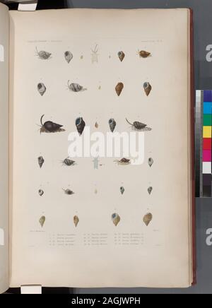 Mollusques: 1.- 4. Buccin casquillon; 5.- 7. Buccin pauvret; 8.- 10. Buccin couronné; 11. 12. Variété dy méme; 13.- 15. Buccin olivâtre; 16. 17. Buccin réticulé; 18.- 21. Buccin facié; 22.- 24. Buccin thersite; 25.- 27. Buccin, globuleux. N.; 28. 29. Buccin de Jackson, N.; 30. 31. Buccin treillisée, N.; 32. 33. Buccin muriqué, N.; Mollusques: 1.- 4. Buccin casquillon; 5.- 7. Buccin pauvret; 8.- 10. Buccin couronné; 11. 12. Variété dy méme; 13.- 15. Buccin olivâtre; 16. 17. Buccin réticulé; 18.- 21. Buccin facié; 22.- 24. Buccin thersite; 25.- 27. Buccin, globuleux. N.; 28. 29. Buccin de Jack Foto Stock