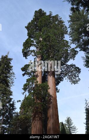 Sequoiadendron giganteum, sequoia gigante, crescendo in alta sierras della California. Foto Stock