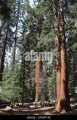 Il General Sherman Tree, che in volume, è il più grande albero del mondo. Foto Stock