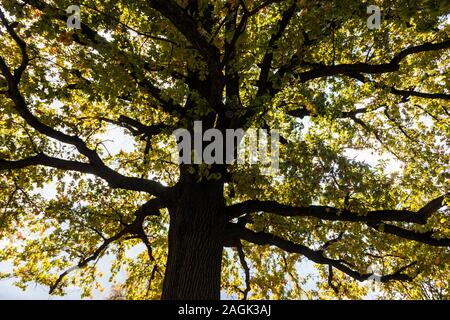 Tedesco - quercia Quercus robur Foto Stock