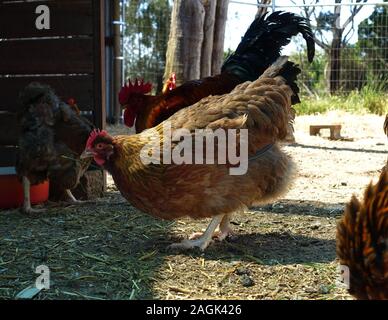 Una gallina Welsummer foraggio. Foto Stock