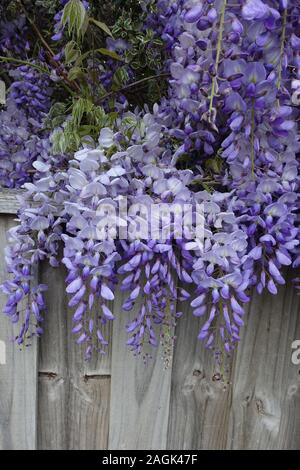 Il Glicine con fiori viola cresce oltre un recinto suburbana Foto Stock