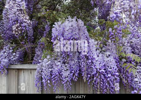 Viola vibranti fiori di glicine Foto Stock