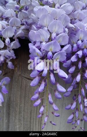 Fiori di glicine con un miele delle api. Foto Stock