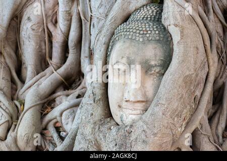 Una testa in pietra di Buddha circondato da albero affonda le sue radici in Wat Mahathat Prha tempio in Ayutthaya, Thailandia Foto Stock