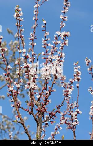 Fioritura di albero di albicocche in primavera Foto Stock