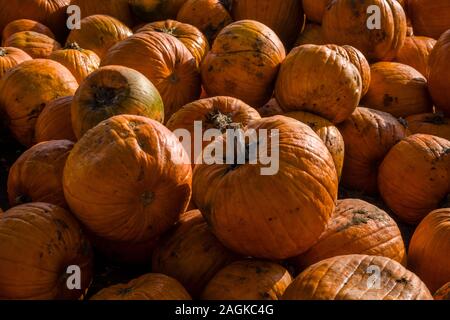 Big orange zucche, coltivate su un campo, vengono raccolte per la festa di Halloween Foto Stock