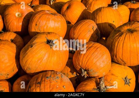 Big orange zucche, coltivate su un campo, vengono raccolte per la festa di Halloween Foto Stock