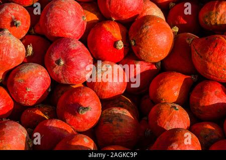 Red Hokkaido zucche, coltivate su un campo, vengono raccolte per uso alimentare Foto Stock