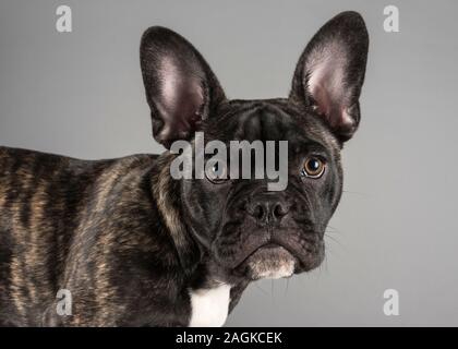 Cucciolo di Bulldog francese a 16 settimane, brindle, maschio, UK. Foto Stock
