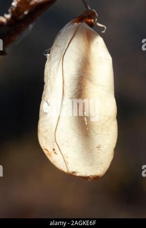 Colutea Arborescens' SEMENTI Baccelli, alla luce del sole Foto Stock