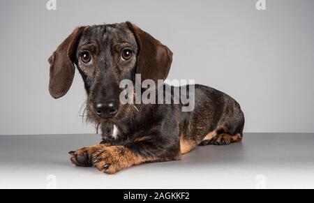 Dachshund in miniatura con capelli fotografato nel Regno Unito. Foto Stock