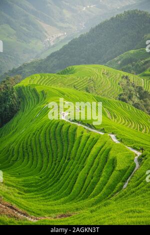 Pingan, Cina - Agosto 2019 : gruppo di turisti su un percorso a piedi attraversando n cascading layered Longji terrazze di riso come visto da nove draghi un Foto Stock