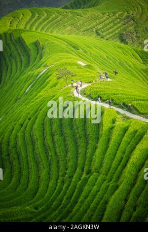 Pingan, Cina - Agosto 2019 : gruppo di turisti su un percorso a piedi attraversando n cascading layered Longji terrazze di riso come visto da nove draghi un Foto Stock