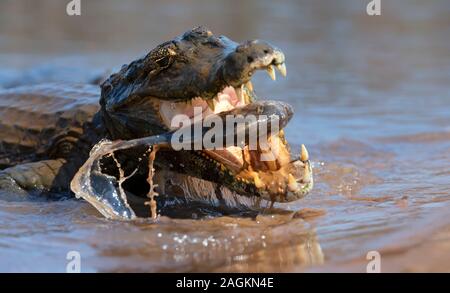 Close up di un caimano Yacare (yacare Caimano) mangia piranha, Sud Pantanal, Brasile. Foto Stock