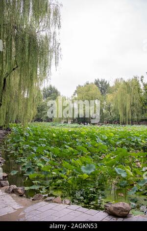 Xian, Cina - Agosto 2019 : fiori di loto che cresce in un stagno in Lotus Lianhu Park Foto Stock