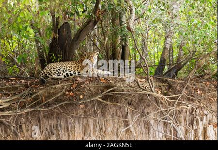 In prossimità di una Jaguar giacente su una riva di un fiume, Pantanal, Brasile. Foto Stock