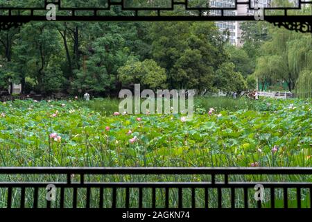 Xian, Cina - Agosto 2019 : fiori di loto che cresce in un stagno in Lotus Lianhu Park Foto Stock