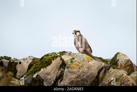 Promettono Poiana arroccata su una roccia, montagne di balle, Etiopia. Foto Stock