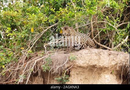 In prossimità di una Jaguar seduto su una riva di un fiume, Pantanal, Brasile. Foto Stock