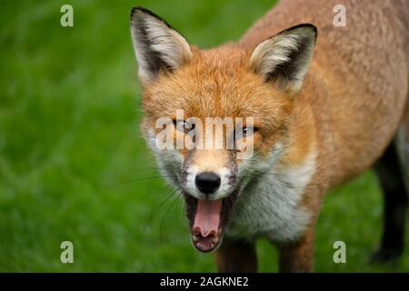 In prossimità di una volpe rossa (Vulpes vulpes vulpes) mostra la sua lingua. Foto Stock