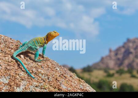 Ritratto ambientale di un maschio a collare orientale Lizard, fotografato in situ in Wichita montagne di Oklahoma. Foto Stock