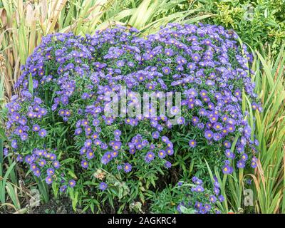 Un grande impianto di Aster novi-belgii 'Alice Haslem' in fiore che mostra i fiori blu con centri di colore giallo Foto Stock