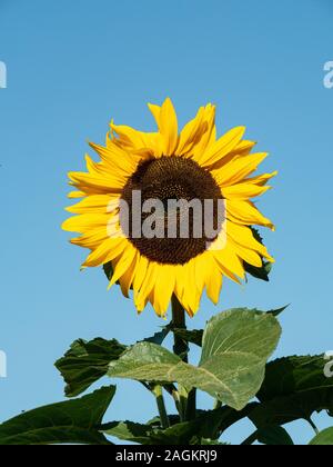 Un unico grande girasole contro un chiaro sfondo blu Foto Stock