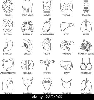 Human organi interni lineari di set di icone. Respiratorio, urinario, riproduttivo, sistemi digestivi. Linea sottile simboli di contorno. Vettore isolato illu contorno Illustrazione Vettoriale