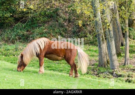 Cavalli domestici (Equus caballus ferus) su un pascolo in campagna in Germania, Europa occidentale Foto Stock