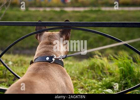 In prima persona, shot pug al guinzaglio, vista posteriore Foto Stock