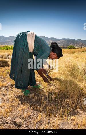 Etiopia, Amhara Region, Lalibela, Yemrehanna Kristos, agricoltura, donna raccolta tef raccolto di grano a mano Foto Stock