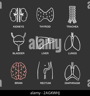 Umano gli organi interni di chalk set di icone. I reni e la tiroide, trachea, vescica urinaria, fegato, polmoni, cervello, retto, il diaframma. Vettore isolato lavagna Illustrazione Vettoriale