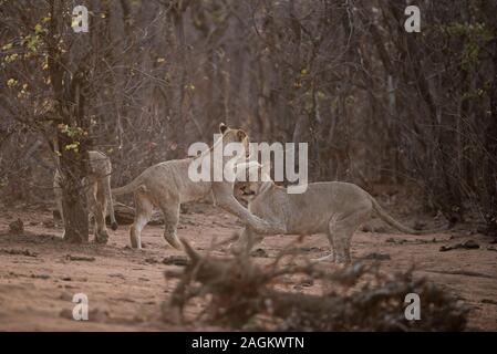 Messa a fuoco selettiva di due leoni che giocano con ciascuno altro Foto Stock