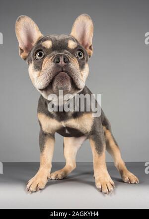 Bulldog francese Puppy, Regno Unito. Foto Stock