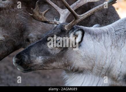 Il 20 dicembre 2019, Sassonia-Anhalt, Halle (Saale): una renna dal maso sulla Goldberg a Halle/Saale passeggiate attraverso il contenitore. Un commerciante dal villaggio finlandese del Mercatino di Natale di Halle ha portato gli animali a trattare. Il Polar moss jäkälä dall'isola finlandese di Hailouto (2400 chilometri da Halle), è particolarmente affezionato degli animali. La renna provengono da Halle il finlandese della città gemelle Oulu. Foto: Hendrik Schmidt/dpa-Zentralbild/ZB Foto Stock