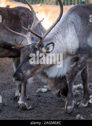 Il 20 dicembre 2019, Sassonia-Anhalt, Halle (Saale): renne dalla fattoria sulla Goldberg a Halle/Saale a piedi attraverso il contenitore. Un commerciante dal villaggio finlandese del Mercatino di Natale di Halle ha portato gli animali a trattare. Il Polar moss jäkälä dall'isola finlandese di Hailouto (2400 chilometri da Halle), è particolarmente affezionato degli animali. La renna provengono da Halle il finlandese della città gemelle Oulu. Foto: Hendrik Schmidt/dpa-Zentralbild/ZB Foto Stock